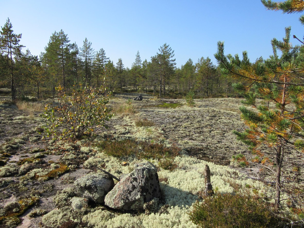 Kalajoki 2014 Mäkikankaan tuulivoimapuiston laajennusalueen arkeologinen