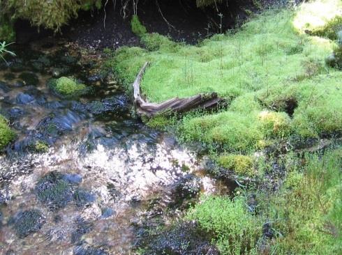 16. Uomassa tai uomassa sijaitsevissa kivissä on puro- tai lähdesammalia. Sammalet ovat useiden monimuotoisuutta ilmentävien pohjaeläinten elinalueita.