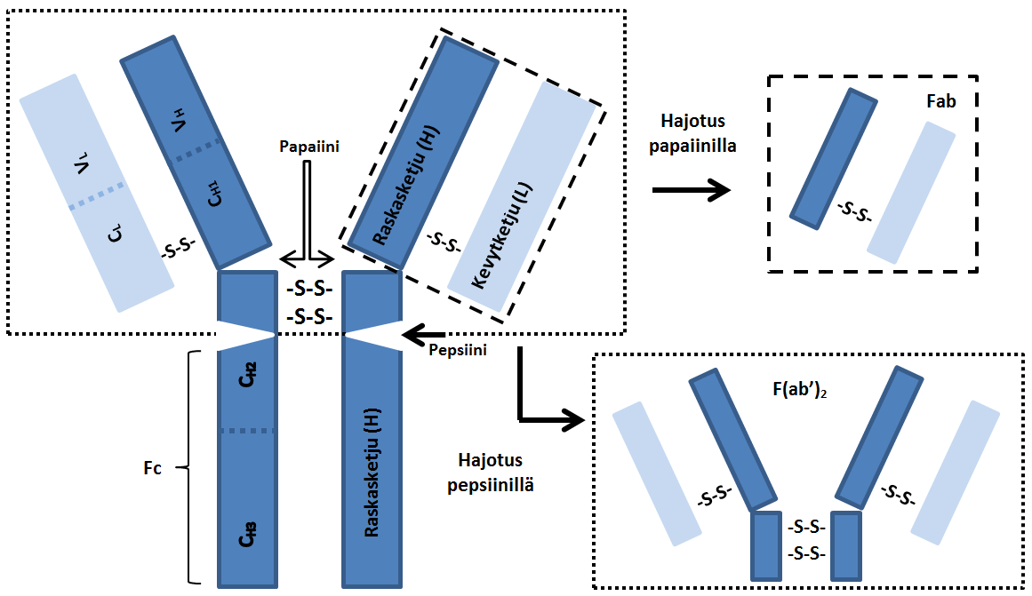 11 munohistokemiallisissa värjäyksissä käytetyin vasta-aineluokka on IgG, koska se on veriseerumin yleisin vasta-aineluokka (Boenisch 2009). Kuva 1.