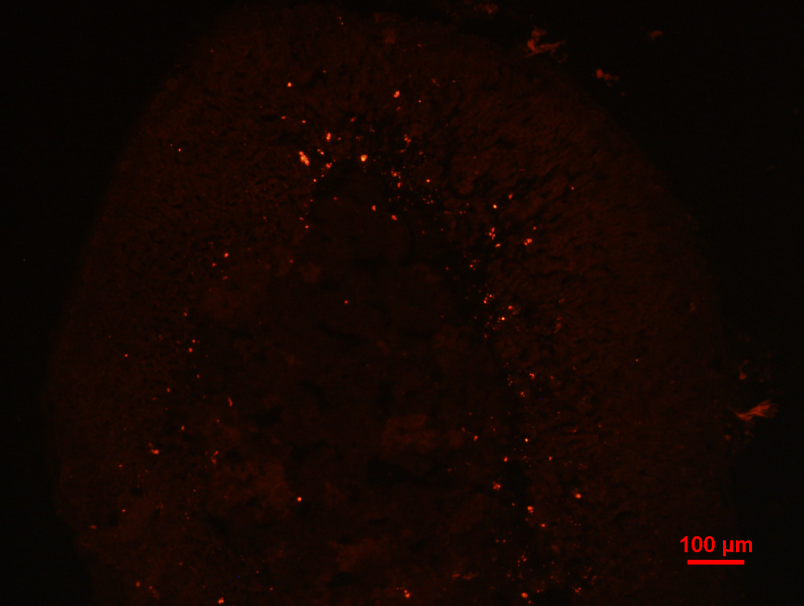 32 4 TULOKSET 4.1 Lisämunuaisen kuorikerroksen autofluoresenssi Kuvassa 4 nähdään lisämunuaisen kuorikerroksella esiintyvää autofluoresenssia.