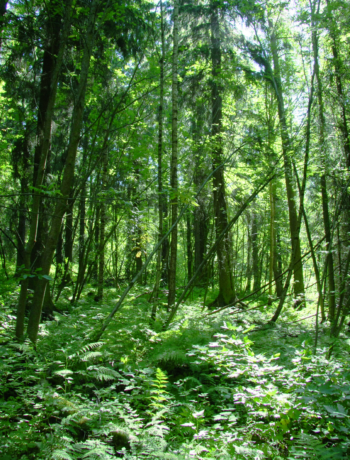 Suomen Luontotieto Oy 4. Tulokset Koko suunnittelualue käytiin systemaattisesti läpi jalkaisin. Suurin osa suunnittelualueesta on metsää.