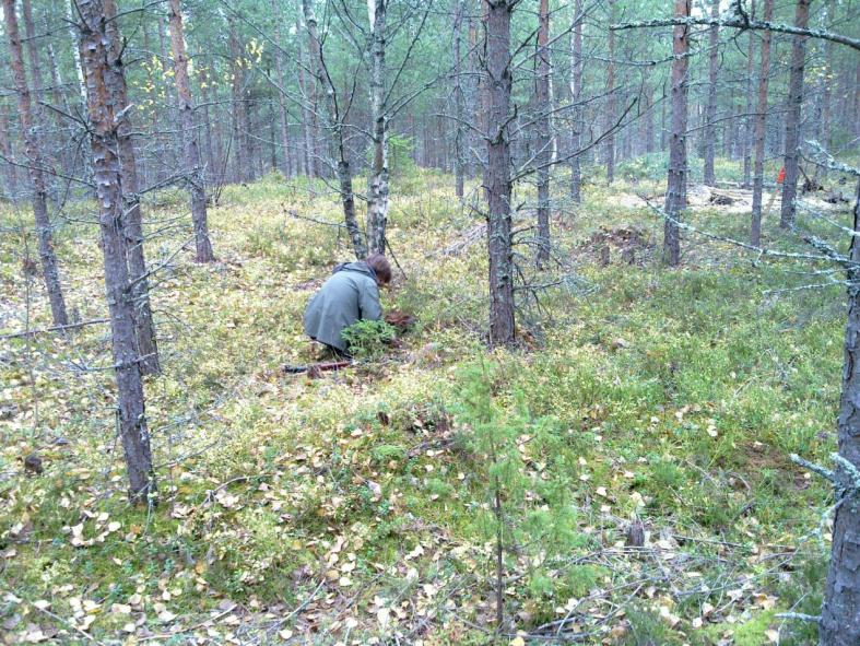 1 Lappeenranta Höytiönsaari Marjolan