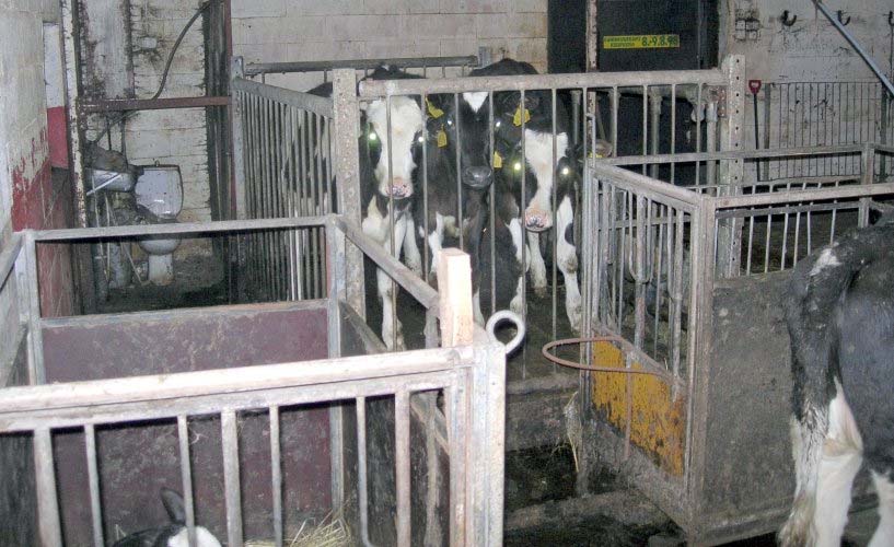 Yksilökarsinan tilavaatimukset Yksilökarsinan leveys: vähintään vasikan säkäkorkeus Yksilökarsinan pituus: vähintään 1,1 X vasikan
