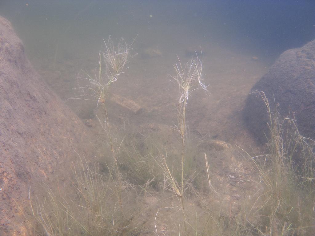 24 Rentovihvilän (Juncus bulbosus) vedenalaista kasvustoa Meikolla (valokuva: Pekka Puomio). 7.