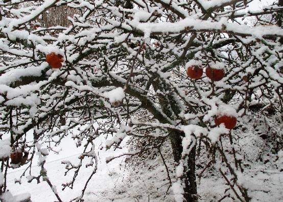 Hei kaikille! Kiitos kuluneesta vuodesta ja mukavaa, liikunnallista uutta vuotta! Vuosi 2017 onkin tavallista juhlavampi, vietämmehän Suomen 100 vuotisjuhlaa koko vuoden. Omenat vilkuttavat Pasalasta!