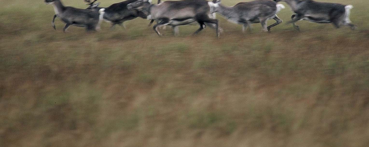 Poronhoidon paikkatiedot 22 Kuva: