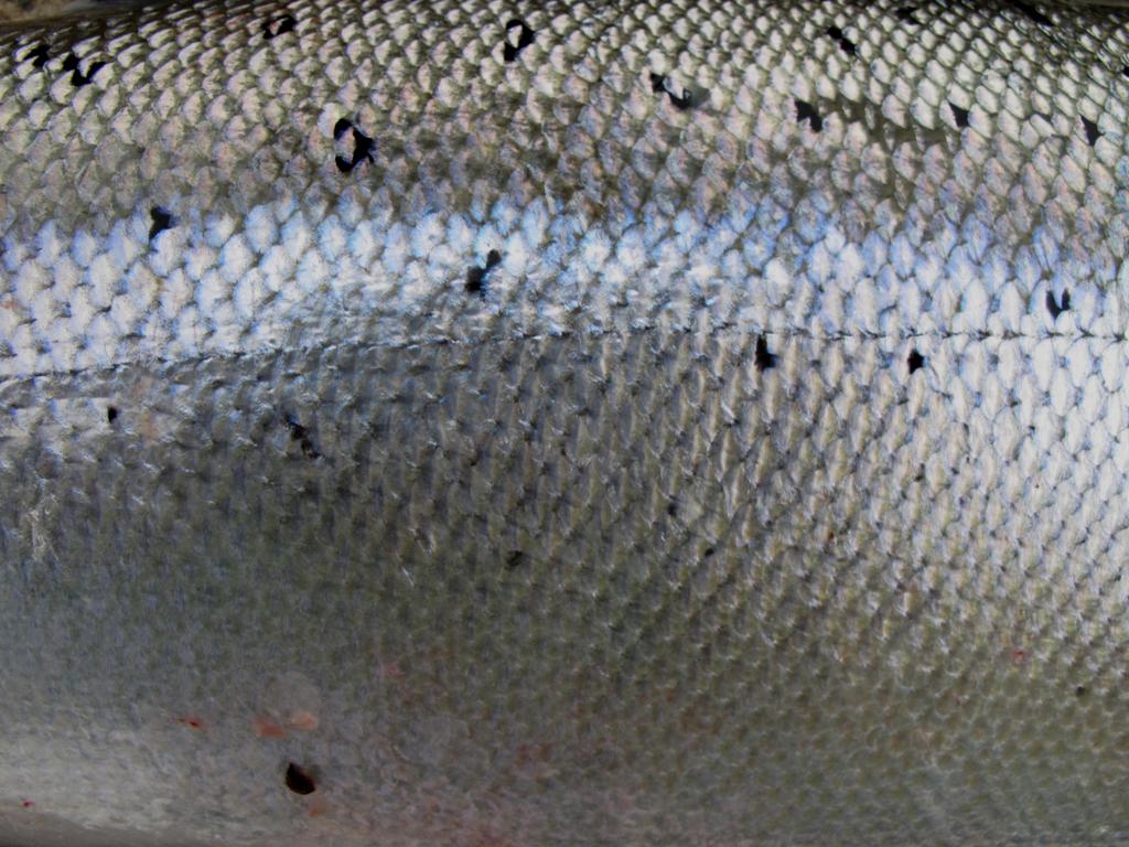 Itämeren lohi Kantojen tila ja hoito Baltic salmon status