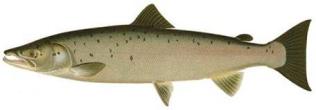 salmon in rivers Simojoki and