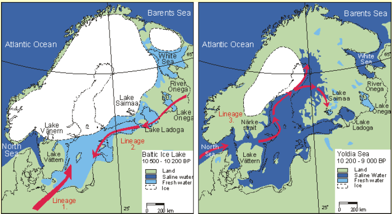 Itämeren lohikantojen alkuperä Origin of the Baltic salmon populations Eteläiset ja itäiset