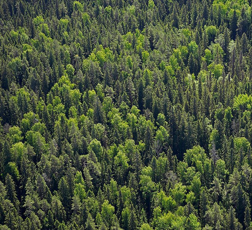 Pohjois-Karjaln metsävarat ja