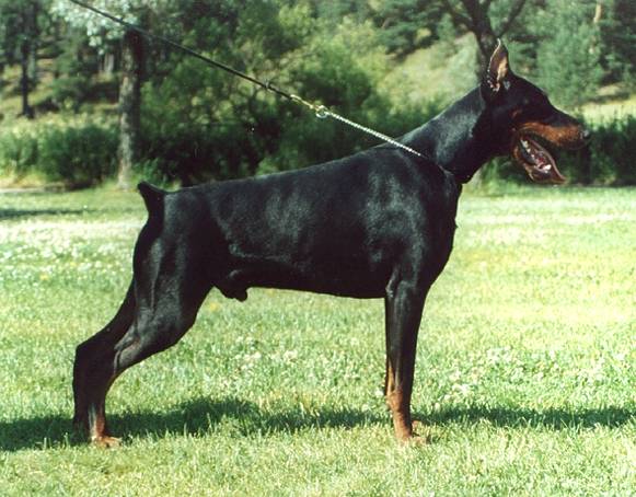 DOBERMANN Rekisteri 2004 Suomen