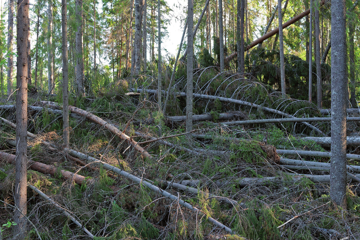 Metsätieteen aikakauskirja 3/2011 Kuva 1. Asta-myrskyn tuhoa Katajalammenmäen suojelualueella Punkaharjulla. Kuva Metla/ Erkki Oksanen.