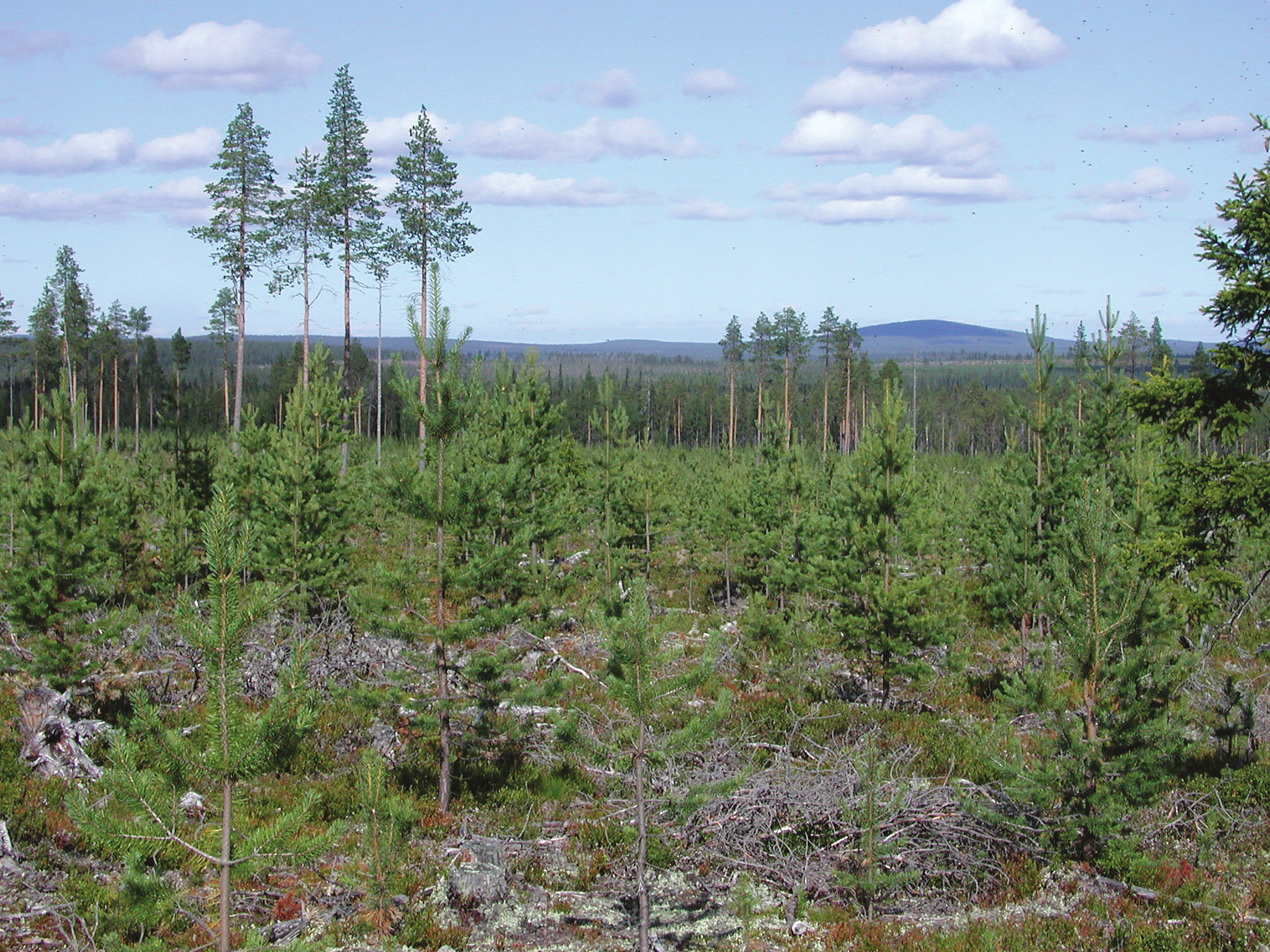 Tieteen tori (kuva Risto Jalkanen) Metsätieteen aikakauskirja 3/2012 Kuva 1. Luontaisesti uudistettu männyntaimikko Värriön yhteismetsässä Sallassa suojametsäalueella. sä.