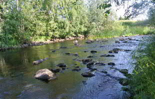 S3 Lamujoki, Piippolan kk, Hyvärisen ranta ETRS-TM35FIN: 7117029-449098 Sanallinen kuvaus (22.7.2014) Pinta-ala 232 m 2 Vesisyvyys 40 cm Pintavirrannopeus 50 cm/s Veden lämpötila 22,2 C Vesikasv.