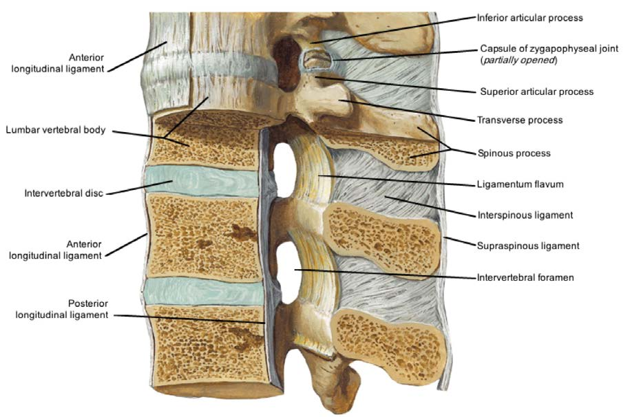 19 KUVIO 4 Selkärangan ligamentit. (MCFarlane B, 2010) 6.