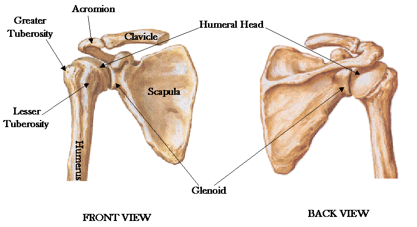 22 7 Hartiarenkaan anatomia ja toiminta Hartiarenkaan ja olkanivelen muodostamassa nivelkompleksissa keskeisiä luita on kolme: lapaluu (scapula), solisluu (clavicula) ja olkaluu (humerus).