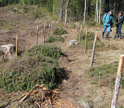 Hakkuutähteiden korjuu tai jättäminen paikalleen vaikutti myös nitraattitypen huuhtoutumiseen.