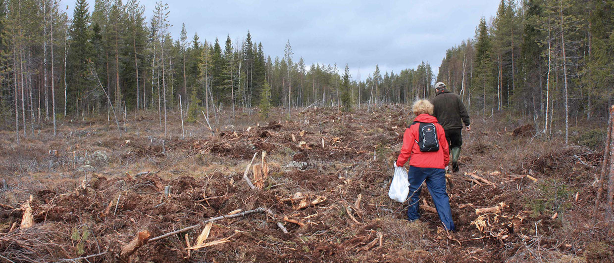 Kokopuun korjuun aiheuttamat vesistövaikutukset turvemailla Suometsissä tehtävät metsätalouden toimenpiteet yleensä lisäävät vesistöjen ainekuormitusta enemmän kuin toimenpiteet kangasmaiden metsissä.