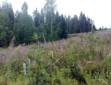 Kantojen noston ja hakkuutähteiden korjuun ekologiset ja metsänhoidolliset vaikutukset Kokopuun korjuun ekologisten vaikutusten tutkimusta varten perustettiin kesällä 27 koekentät kolmelle eri