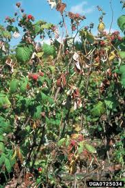Kasvinsuojelu Pahin ongelma ovat kirvat ja vihannespunkki Harmaahometta voi esiintyä Juurilahoa voi tulla taimien mukana.