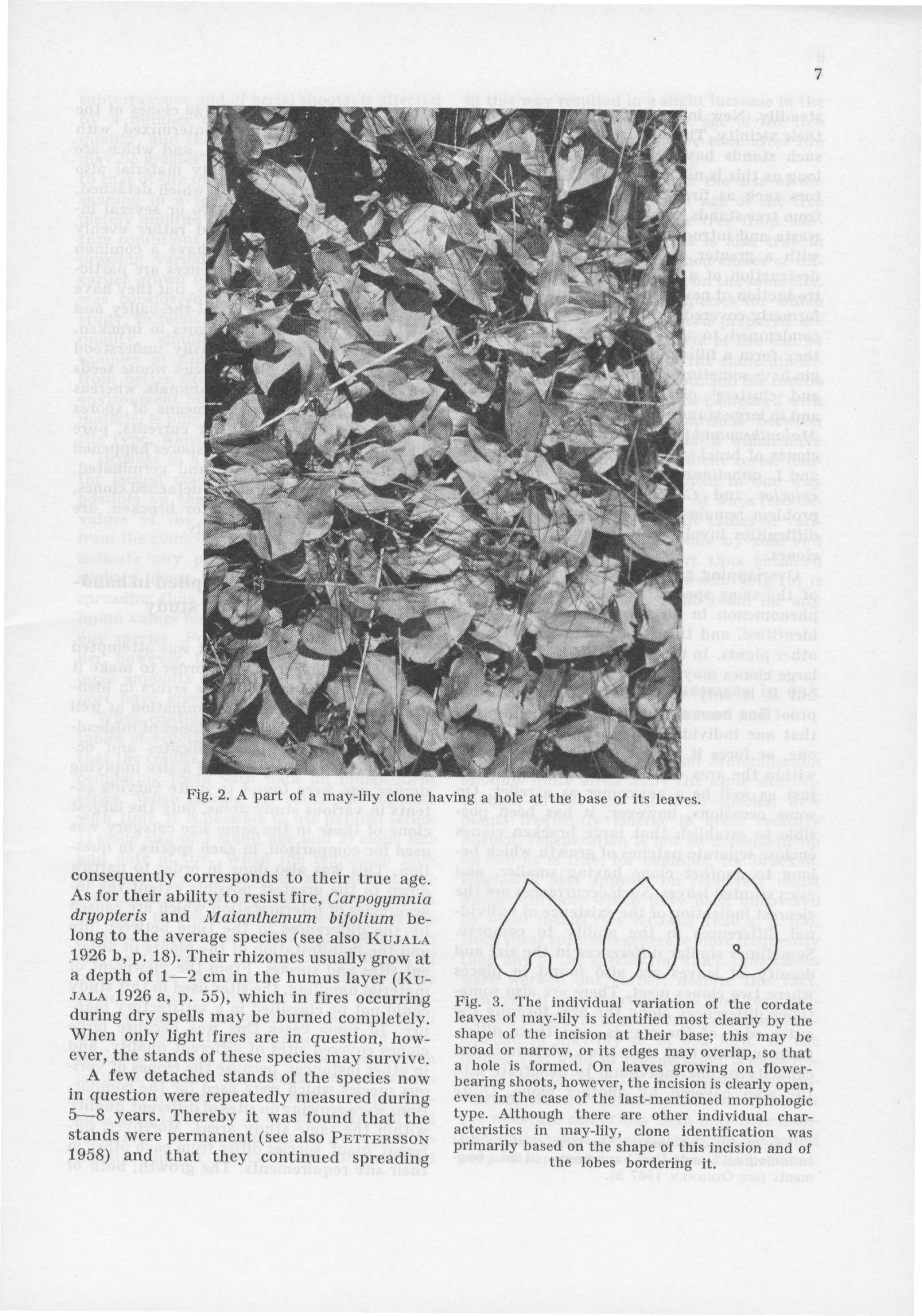 Fig. 2. A part of a may-lily clone having a hole at the base of its leaves. consequently corresponds to their true age.