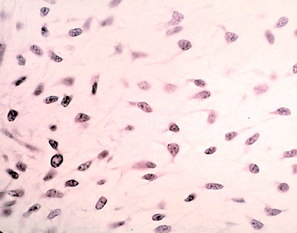 5. Mast-solut eli syöttösolut 6.