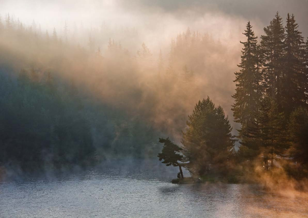 Metsän lumoa Raikkaus sumun hälvetessä puunlatvoista. Metsän, kostean maan ja kaarnan huumaava tuoksu sateen jälkeen. Hiljaisuus.