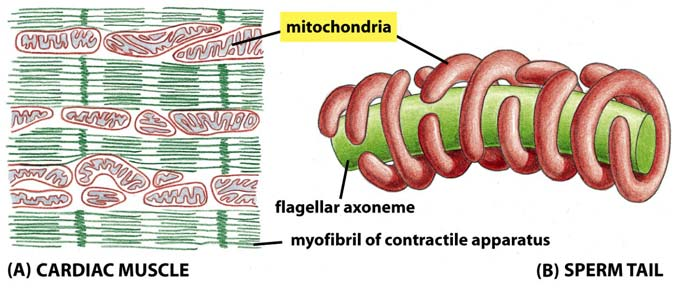 Mitokondrioiden muoto vaihtelee Mitokondrioiden plastisuus Figure 14-4 Molecular Biology of the Cell ( Garland Science 2008) Mitokondrioiden sijainti Sijainti energiaa vaativissa paikoissa yl.