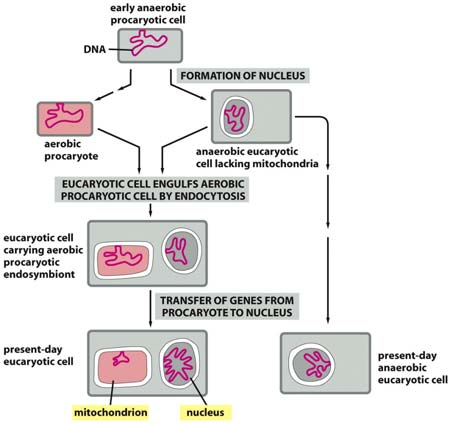 Flagellum Eye spot Mitochondrion Mitokondrion alkuperä Contractile vacuole Nucleus Choloroplast Figure 14-58 Molecular Biology of the Cell ( Garland Science 2008) Entsyymijakauma mitokondriossa 1