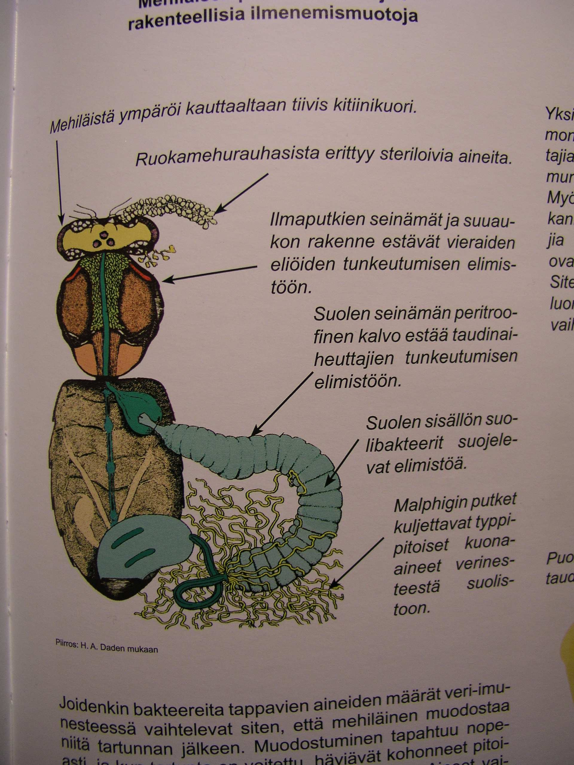 Tartuntojen pitäminen ulkona: suojattu, vartioitu pesä Tartuntojen pitäminen elimistön ulkopuolella: puhdas, melkein steriili ruoka: hunajan antibakteeriset järjestelmät: ph, kuivuus