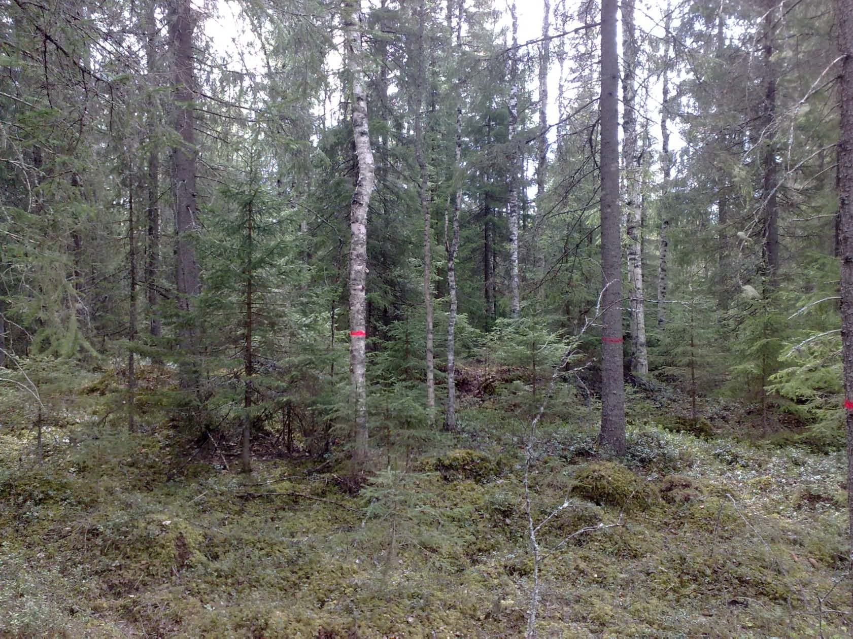 Eri-ikäistä metsää