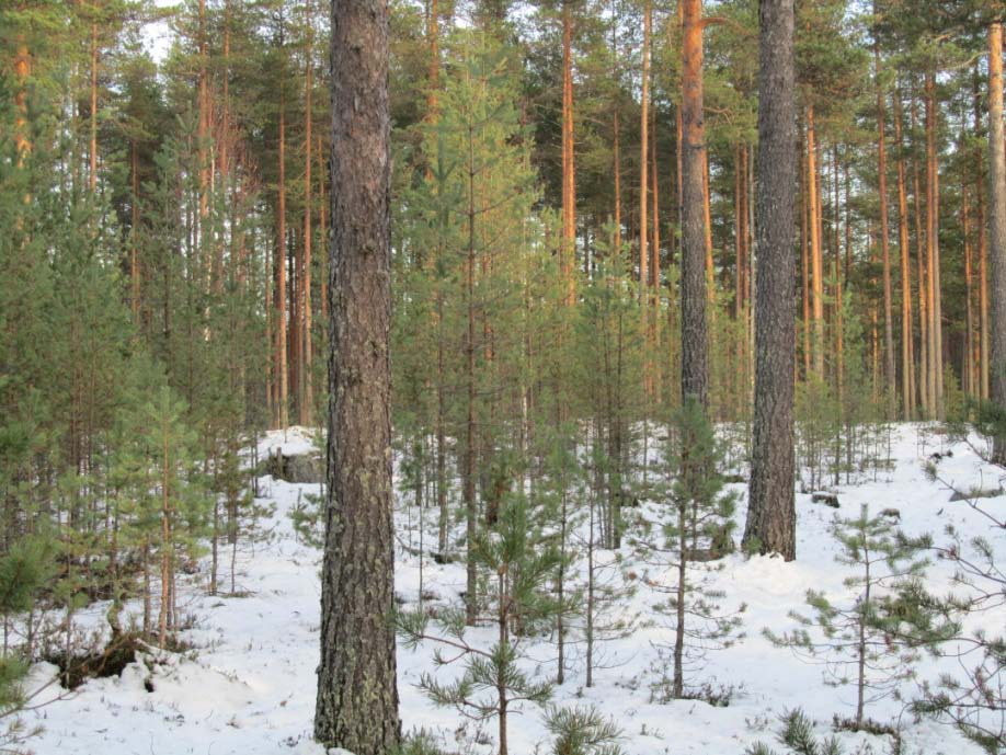 Metsänhoito vaiheissa 3 ja 4 Pienaukkohakkuuta Yläharvennusta Lisäksi Variable-density thinning