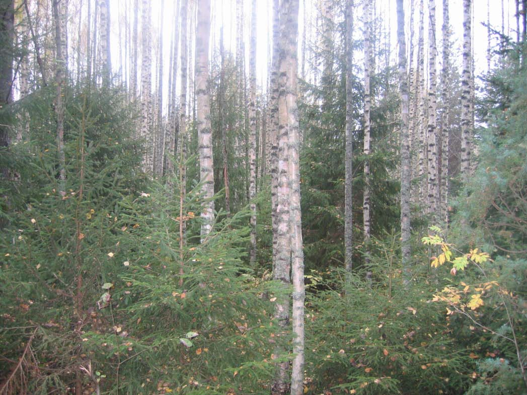 Jatkuva kasvatus Kaikki menetelmät, joissa ei ole avohakkuuta eikä viljelyä Eri-ikäismetsätalous (säännöllisen eri-ikäiset metsät) Ylispuiden poisto Pienaukkohakkuut Toistuvat