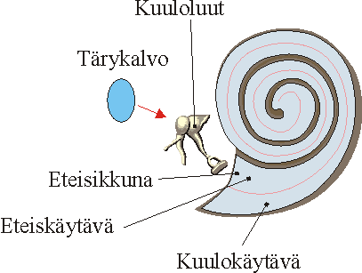 Halkileikkaus simpukasta Eteisikkuna Pyöreä ikkuna Käytävät menevät rinnakkain