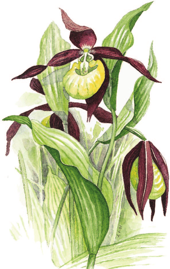 tietolomake lajit Tiina Laitinen, Heikki Eeronheimo & Jari Ilmonen Metsähallituksen vastuulajien tila ja suojelutaso vuonna 2006 Tikankontti Cypripedium calceolus L.