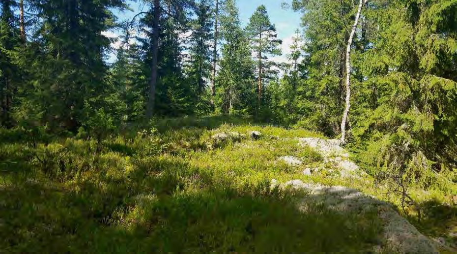 Kuva 16.Haapalanmäen metsää osa-alueella 8. Koivumäen talon kohdalla Vuolteenmäki -nimisen tien pientareella kasvaa niukasti silmälläpidettävää (NT) ketoneilikkaa (ks. alaluku 4.5.3).