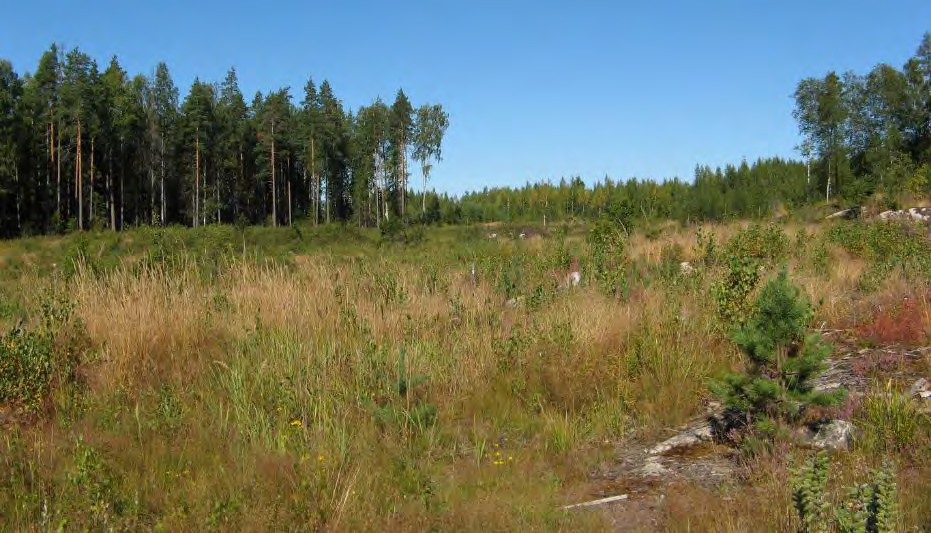 Kuva 18. Metsämaisemaa osa-alueen 9 keskiosasta. Osa-alueen ainoa merkittävä luontokohde on metsäalueen keskiosassa sijaitseva pieni neva, jonka luonnontila on säilynyt hyvänä (luku 4.4).