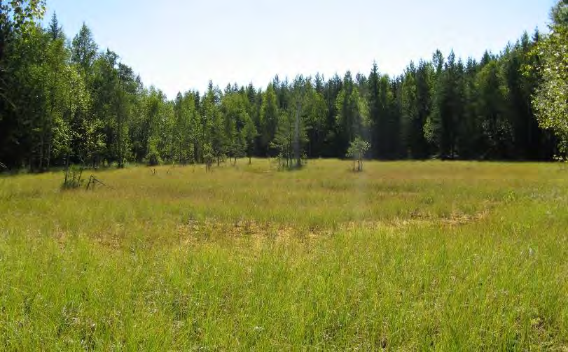 Kuva 69. Nummimäen neva (LUO34). Kuva 70. Nummimäen neva. 4.5 Merkittävät lajiesiintymät 4.5.1 Luontodirektiivin liitteen IV(A) lajit Liito-orava Liito-oravasta oli ennestään tiedossa kaksi havaintopaikkaa selvitysalueella.