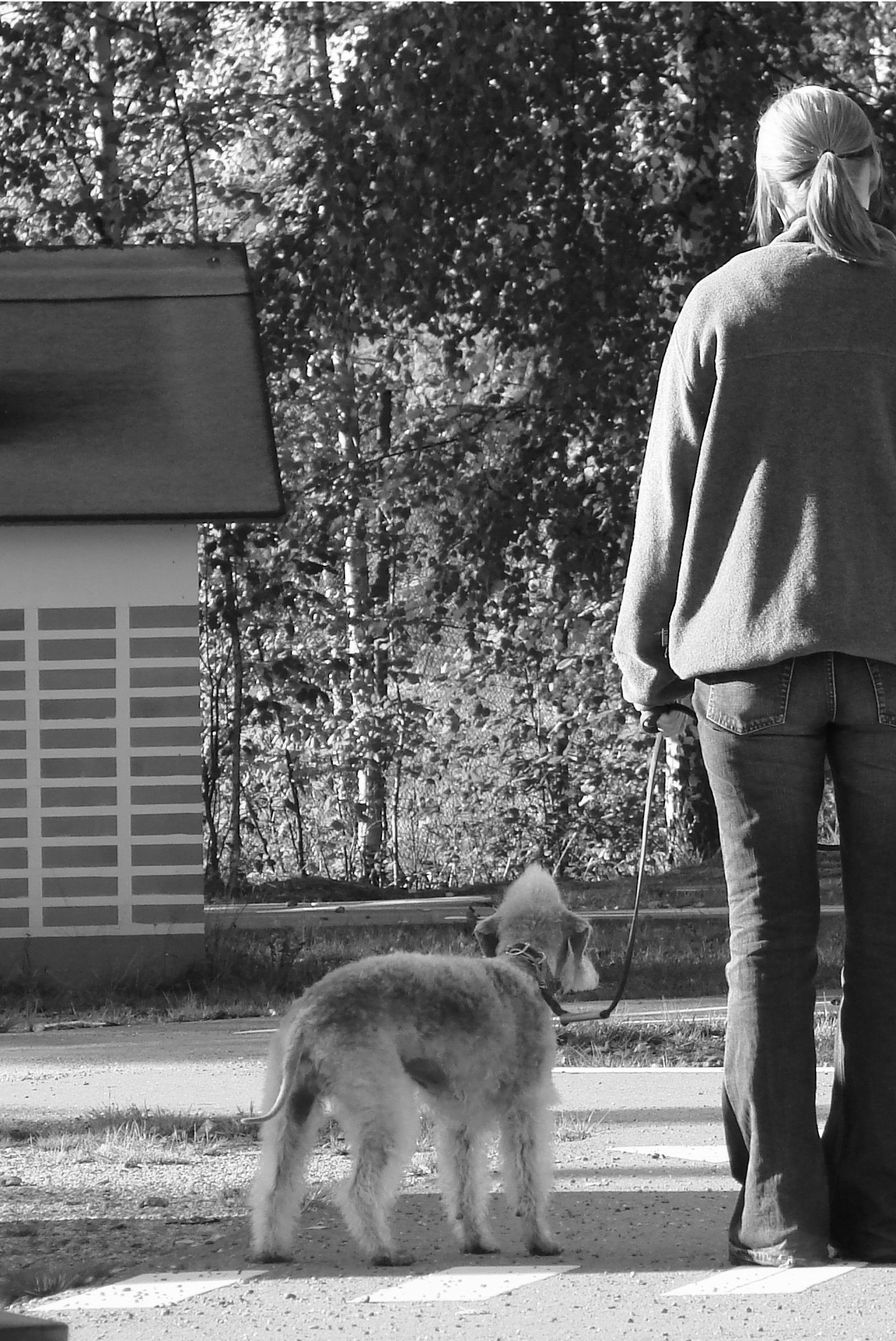 Luonnetesti - mikä se on? teksti: Saana Myllylä kuvat: Jane Ilomäki Luonnetestin tarkoituksena on kartoittaa koiran synnynnäisiä (ja ainakin jossain määrin perinnöllisiä) luonneominaisuuksia.