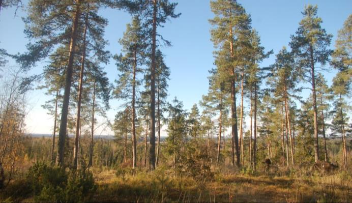 10. Luodon laitumet 11. Piiskonvuori 5,4 ha Luoto - 2,3 ha Hahkala - Hevoslaitumet Luodonniemen molemmilla rannoilla.