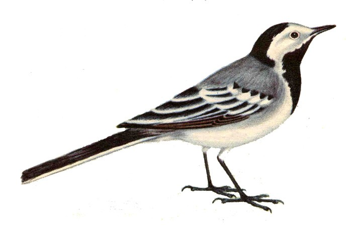 Pirkanmaa, provinco ĉirkaǔ Tamper e 16 En Finnlando estas nomitaj naciaj simpoloj por la stato ekz. birdo: cigno. Ankaǔ en provincoj havas siajn simpolojn.