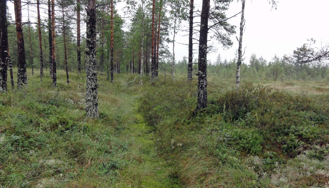 SUOT JA PIENVEDET Kaavoitettavan alueen alkuperäisestä suoalasta suurin osa on ojitettua ja siten nykyisellään turvekangasta, jolla metsänkasvu on voimistunut.