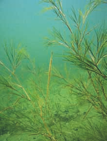 suolapitoisuuden laskiessa. Kiertohapsikka ja isohaura suosivat myös avoimempia rantoja. Pikkuhaura (Zannichellia palustris) ja merihapsikka (Ruppia maritima) viihtyvät suojaisemmilla paikoilla.