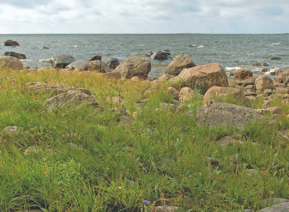 Kirkonmaa, Kotka. Kuva: Terhi Ryttäri sillä moreeni- ja kivikkorannoilla luonteenomaisia lajeja ovat mm. hiirenvirna (Vicia cracca), merivalvatti (Sonchus arvensis var.