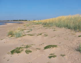 (Harpacticoida), harvasukamatoja (Oligochaeta), värysmatoja (Turbellaria) ja sukkulamatoja (Nematoda). Laajat hiekkarannat ovat myös tärkeitä kahlaajalintujen ruokailupaikkoja.