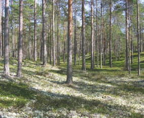 mm. uhanalainen hietanuppo (Curimopsis setigera) ja ruokotikarilude (Nabis lineatus). Maantieteellinen vaihtelu: Ei tunneta.