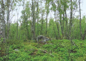 maatalouden aikana olleet laajalti laidunkäytössä ja metsiköt ovat olleet hakamaisia. Laidunnushistoria näkyy metsiköissä edelleen.