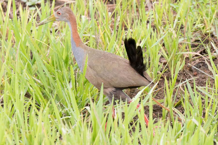 nosti niiden lauluintoa. Pensaikon keskellä oli pieni järvi, jonka rantaniityllä lepäili 200 Black-bellied Whistling-Duckia, poikkeuksellisen suuri parvi. Etenimme jokirantaan ja sen rantadyynille.