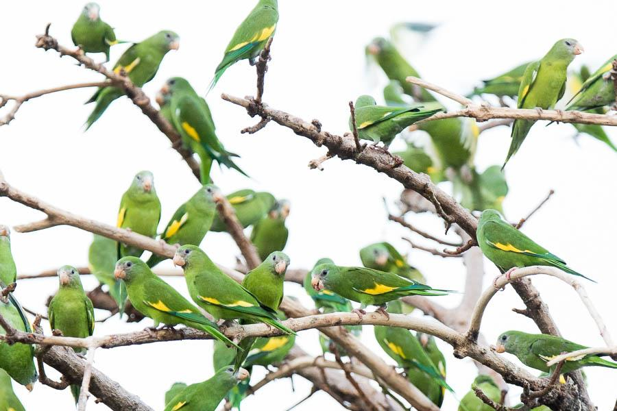 Red-fan Parrot Deroptyus accipitrinus Näimme matkan kahtena ensimmäisenä päivänä yhteensä kuusi yksilöä, joista osa kuvausetäisyydellä.