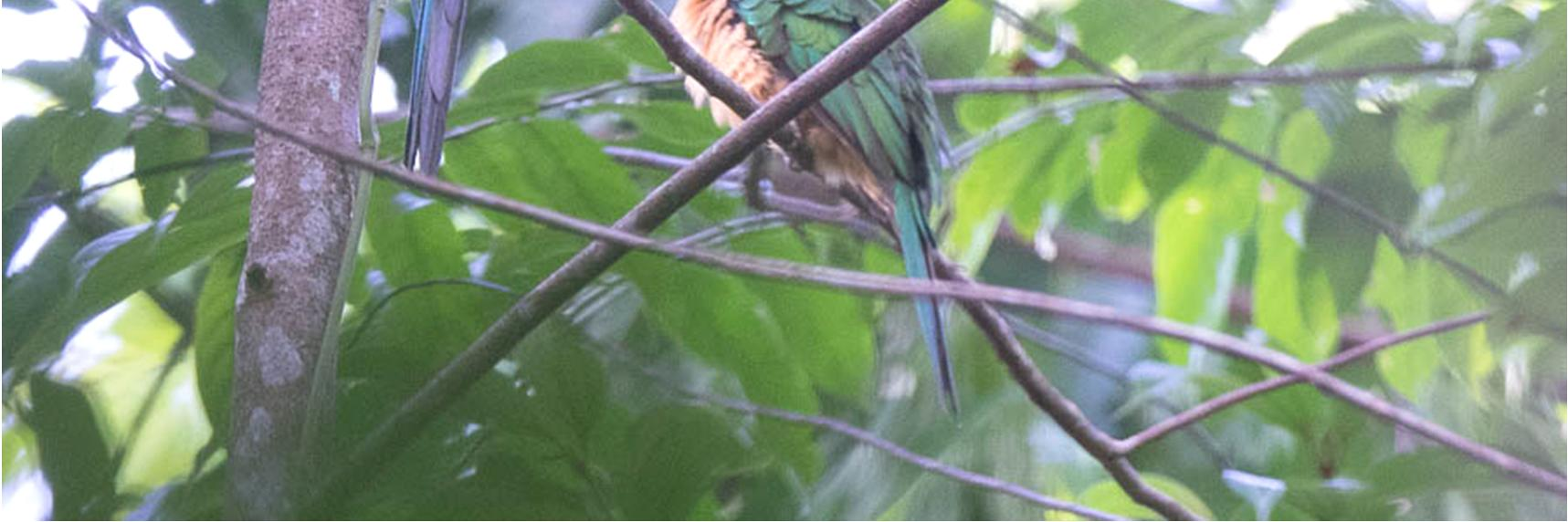 Green-backed Trogon Trogon viridis Yleisin trogon havaintoja kertyi Amazonasilla kuutena päivänä, yht. 13 yksilöä. Lajin entinen nimi on White-tailed Trogon. Guianan Trogon Trogon violaceus 31.10.